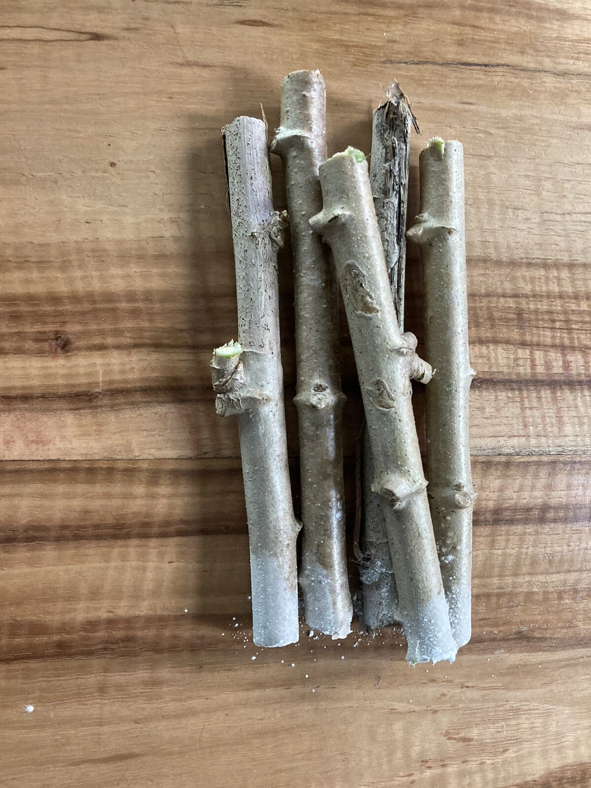 Cassava Yuca Stem Cuttings – 5 Fresh Healthy Manihot esculenta Stems Ready to Plant, Includes Rooting Support for Easy Growing