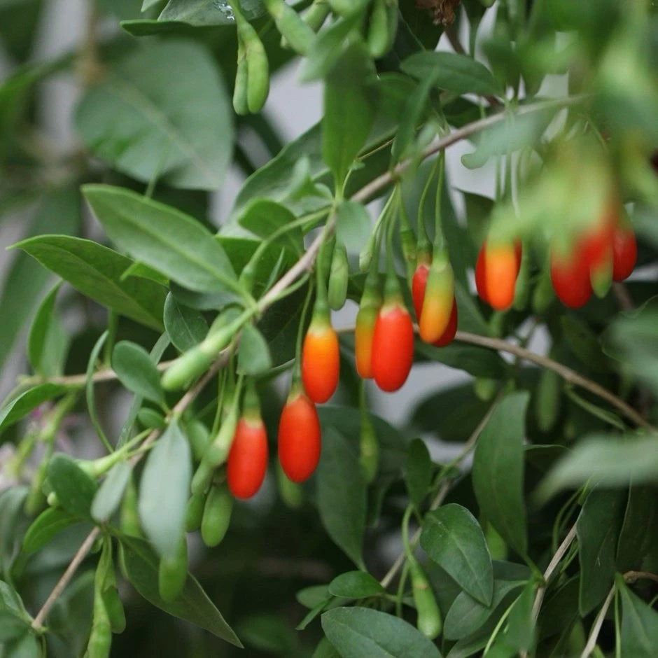 Goji Berry Plant in Pot – Live Lycium Barbarum Starter, Ready to Plant ...