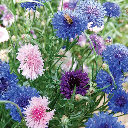 Bachelor Button Cornflower Mixed Seeds | Non-GMO Heirloom | Flower Seeds for Garden | Centaurea cyanus