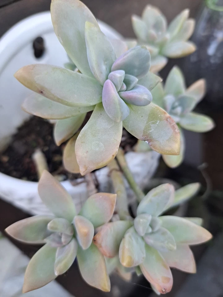 Graptopetalum Paraguayense Ghost Plant Succulent – 3 Unrooted Cuttings – Live Succulent Starter