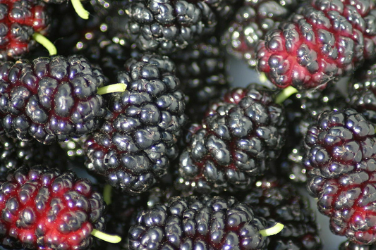 Black Mulberry Cuttings – 12 Thin Morus nigra Unrooted Cuttings for Propagation