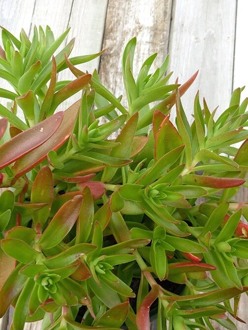 campfire succulent care Crassula Capitella 'Campfire' Succulent Cuttings – 3 Unrooted Red Gree –  Jayme Garden