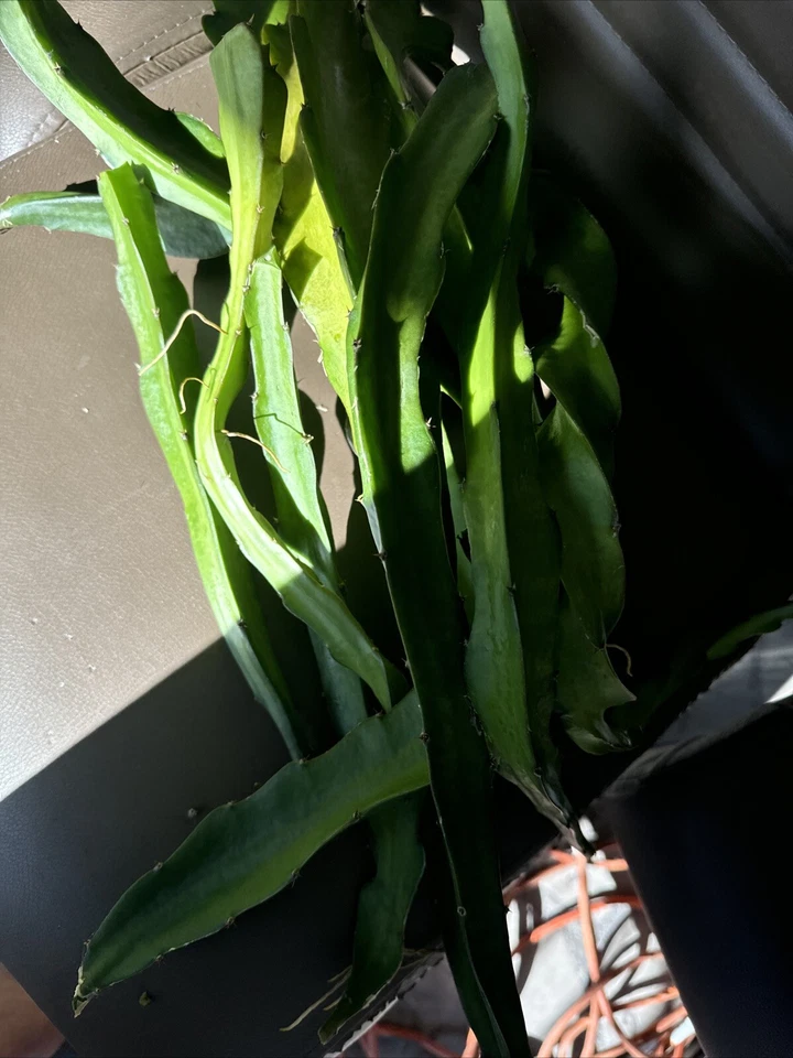 Dragon Fruit Cuttings – 4 Live Pitaya Cuttings 8–14 Inches Long, Tropical Climbing Cactus for Planting