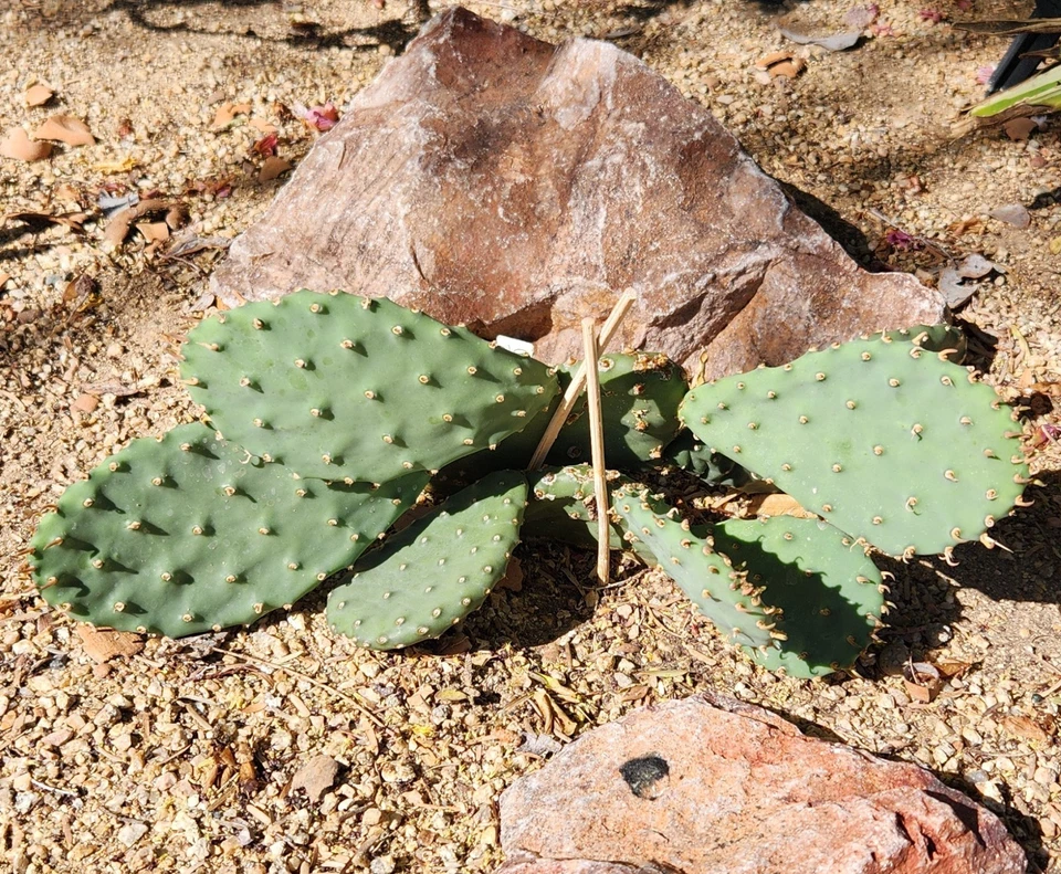 minnesota prickly pear cactus Opuntia macrorhiza Plains Prickly Pear – 1 Fresh Cactus Pad Cutting, C –  Jayme Garden