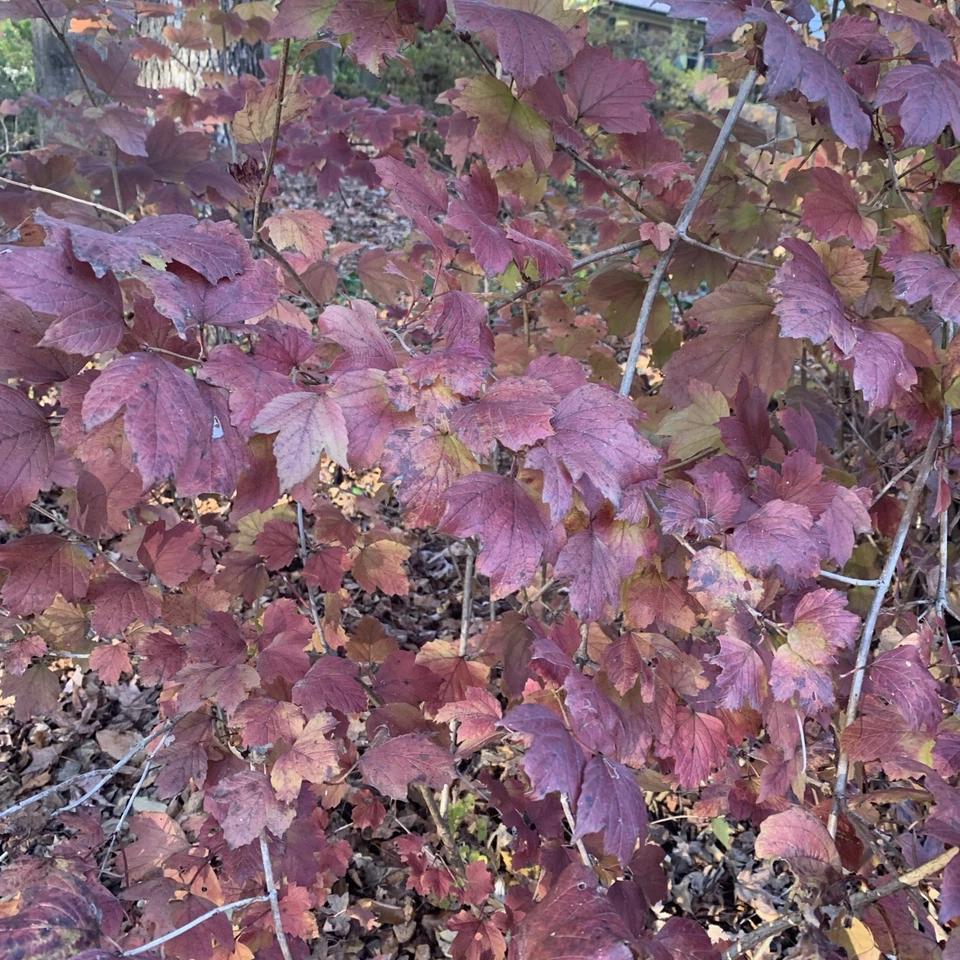 Japanese Snowball Viburnum Cuttings – 3 Hardwood 6–8" Stems, NC Grown, Viburnum plicatum Shrub Propagation Wood for Garden Use