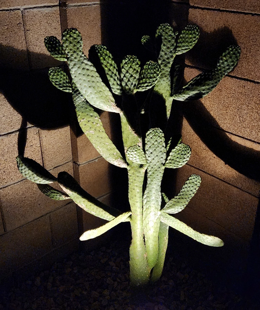 Consolea Rubescens Cactus Pad Cutting Live, Road Kill Opuntia Type Pad Segment for Propagation