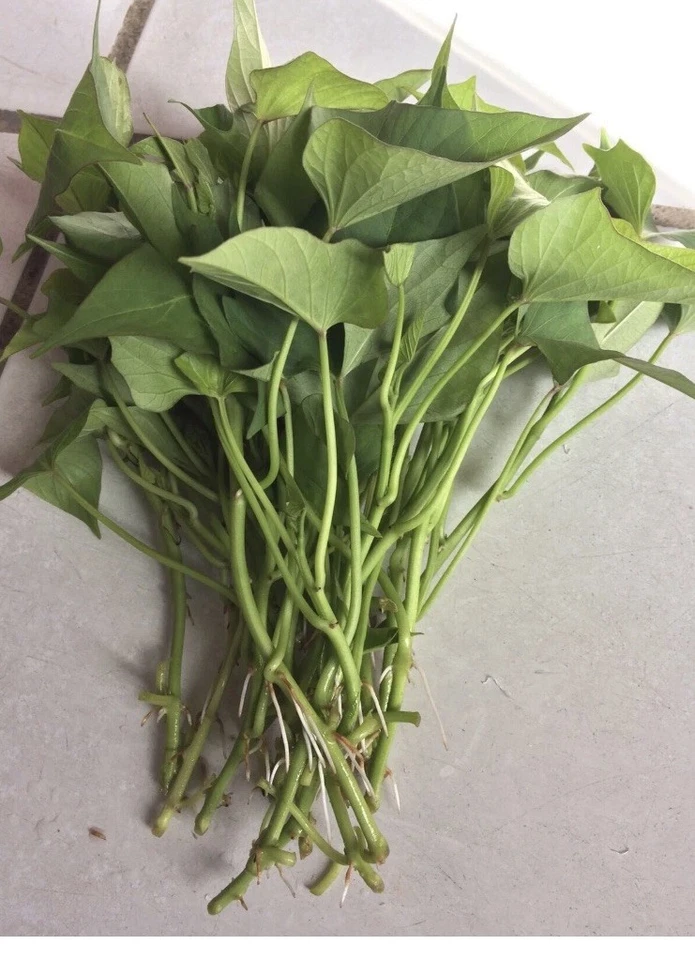 10 Okinawa Purple Sweet Potato Slips – Fresh Organic Cuttings, Ipomoea batatas Starter Plants (Khoai Lang)