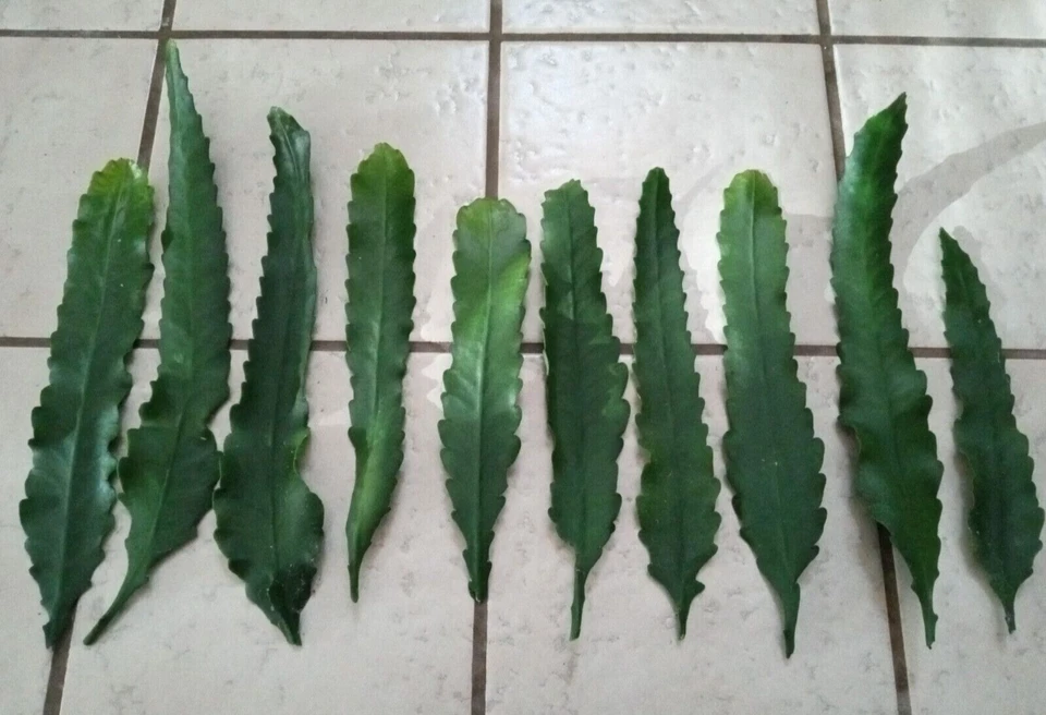 German Empress Epiphyllum Cutting – Rare Red Orchid Cactus 6+ Inch Liv –  Jayme Garden