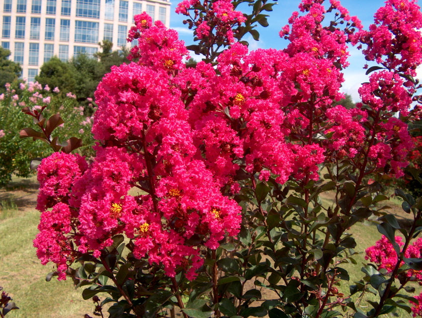 7 Dark Pink Crepe Myrtle Cuttings – Lagerstroemia indica 6" Live Unrooted Stems – Flowering Tree for Landscape, Hedges & Garden Color