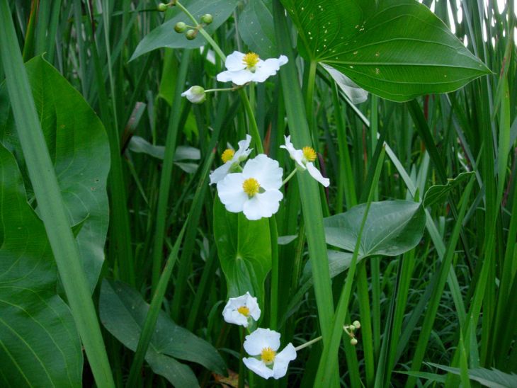500 Sagittaria latifolia Seeds | Common Arrowhead | Native Aquatic Wildflower for Ponds, Wetlands & Pollinator Habitats