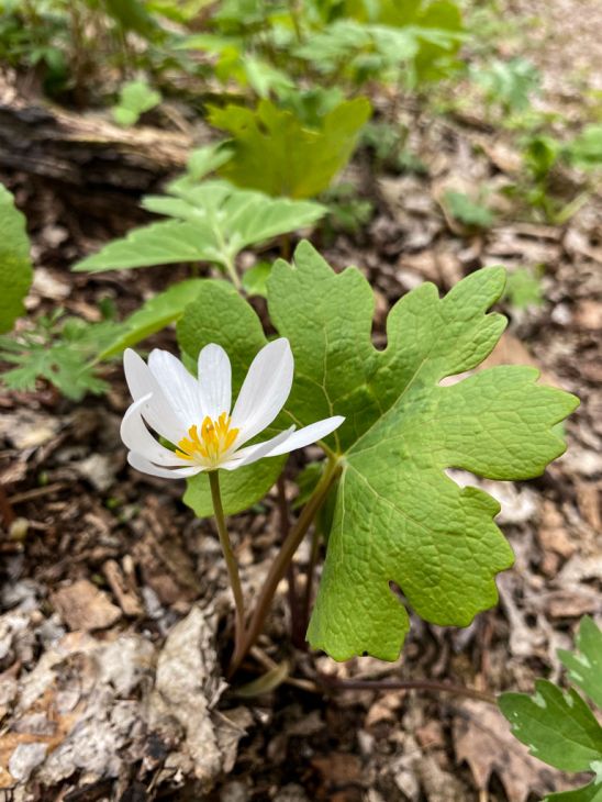 9 Bloodroot Plants (Sanguinaria canadensis) – Live Perennial Bare Roots | Native Wildflower | Shade Garden | Early Spring Blooms