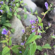 100 Skullcap Herb Seeds (Scutellaria lateriflora) for planting - Mad Dog, Grow Your Own Plant