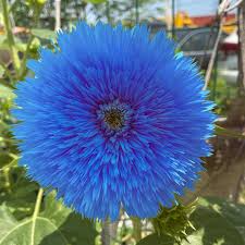 50 Blue Teddy Bear Sunflower Seeds - Fluffy Blooms - Rare Heirloom Variety - Pollinator Friendly - Easy to Grow
