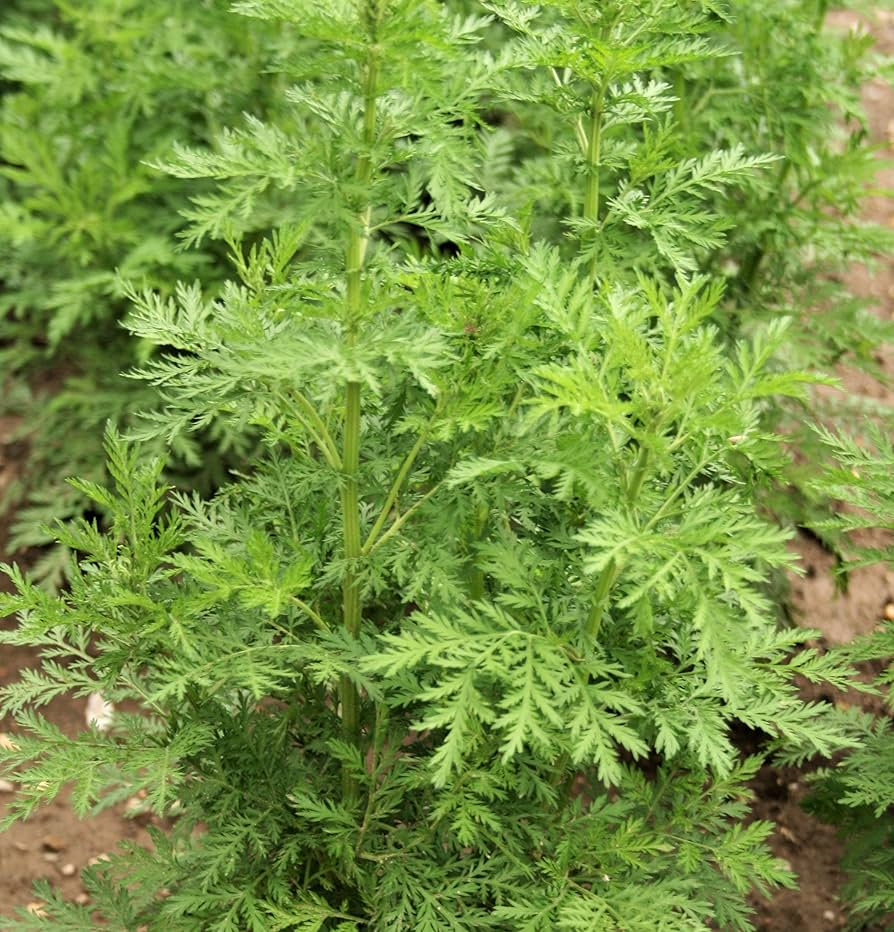 1000 Sweet Wormwood Herb Seeds (Artemisia annua), Sweet Annie Sagewort, Aromatic Herb, Drought-Tolerant, Perfect for Garden & Tea