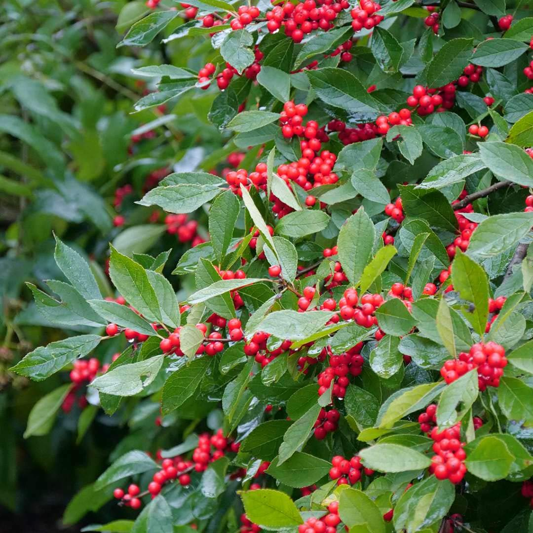 250 mg Seeds Ilex Verticillata - Winterberry Holly for Planting | Decorative Shrub for Wildlife & Landscaping