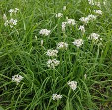 100 Garlic Chives Seeds for Planting - Allium tuberosum - Fresh, Aromatic Herb for Cooking, Garden, & Asian Dishes, Easy to Grow