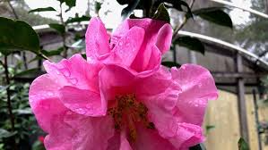 5 Fresh Unrooted Cuttings of Camellia Flowering Shrubs (Camellia japonica) 6-8 Inches – Hardy, Beautiful Blooms for Propagation