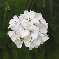 1 Well Rooted Geranium ‘Patriot White’ Live Plant Bright Crystal White Zonal Geranium (Pelargonium) Hardy Flowering Plant for Garden & Pots