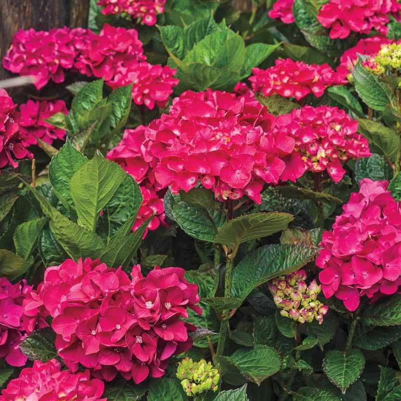 Magenta Hydrangea Cuttings, 8 Live Stems, 6" Length, Summer Blooming Shrub, USDA Zones 5-9