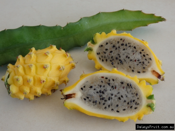 Yellow Dragon Fruit Cutting - 1 Rare Pitaya Stem, Sweet Tropical Fruit, Fast-Growing Cactus, Self-Pollinating, Zones 10-11, No Roots