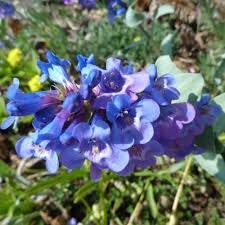 100 mg Seeds Penstemon Nitidus (Waxleaf Beardtongue) for Planting | Drought-Tolerant Perennial Wildflower for Gardens & Pollinator Habitats