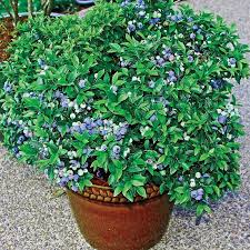 3 Top Hat Dwarf Blueberry Plants - Vaccinium angustifolium | Starter Plants | Compact Edible Fruit Bush for Pots & Gardens