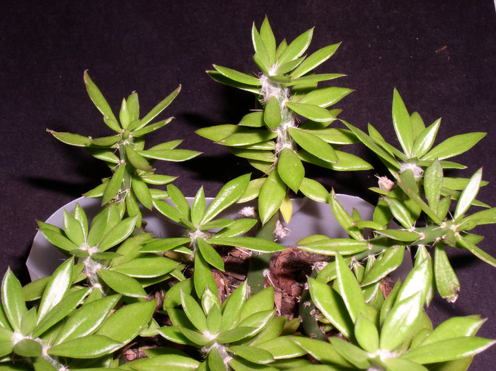 5 Pereskiopsis Spathulata Cuttings 2-4" Grafting Stock Cactus Rooting Starter Plants