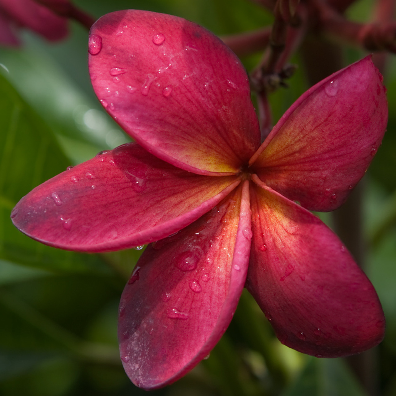Plumeria Wildfire Cuttings, Frangipani Red, 9-12 Inches Tall, 2 Cuttings