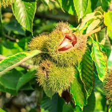 10 Dunstan Chestnut Tree Seeds - Hybrid American Castanea dentata x mollissima | Fast-Growing Edible Nut Tree | Cold Hardy