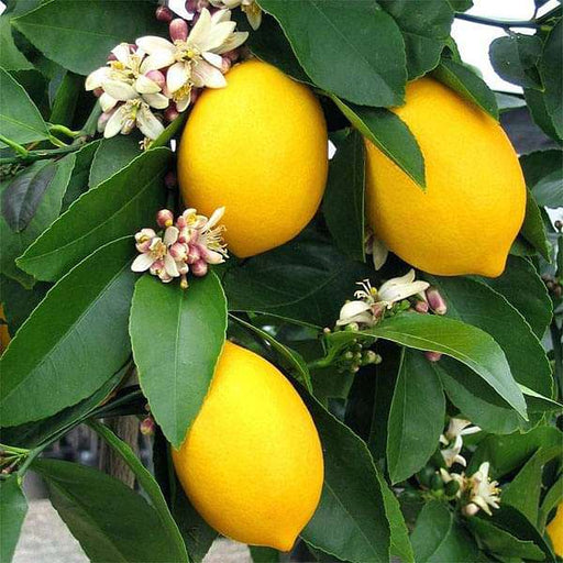 30 Perfume Lemon Seeds - Grow Your Own Citrus Bonsai - Fragrant Lemon Tree - Delicious Juicy Fruit - Easy to Grow Indoors & Outdoors