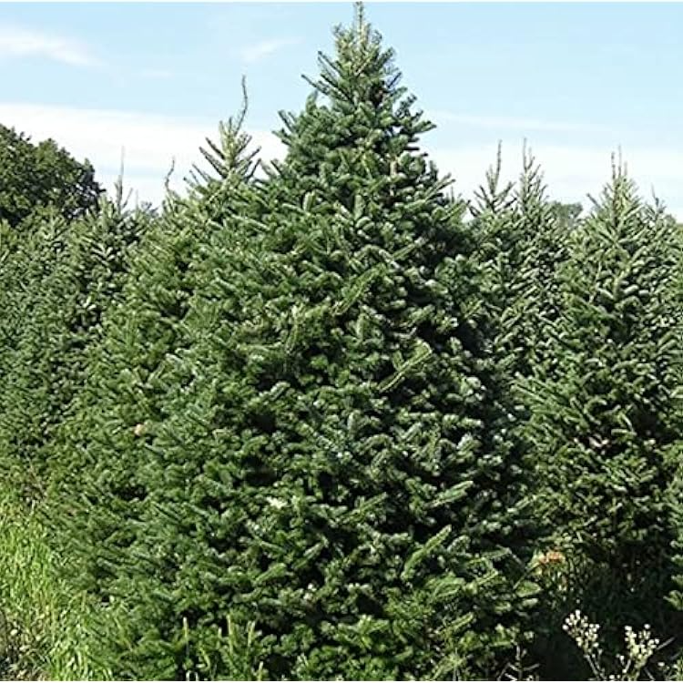 30 Abies balsamea Seeds - Balsam Fir from Lake States | Cold-Hardy Evergreen Seeds Ideal for Planting, Landscaping, Reforestation & Gardens