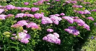 1 Yarrow Live Plant (Achillea Millefolium) Healthy Starter Plant for Pollinators | Perennial Flower for Garden, Butterflies & Bees