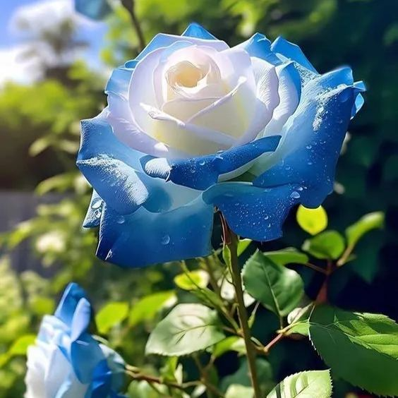 20 Broken Ice Blue Rose Seeds - Rare Heirloom Variety - Unique Frosted Blooms - Fragrant Perennial - Easy to Grow