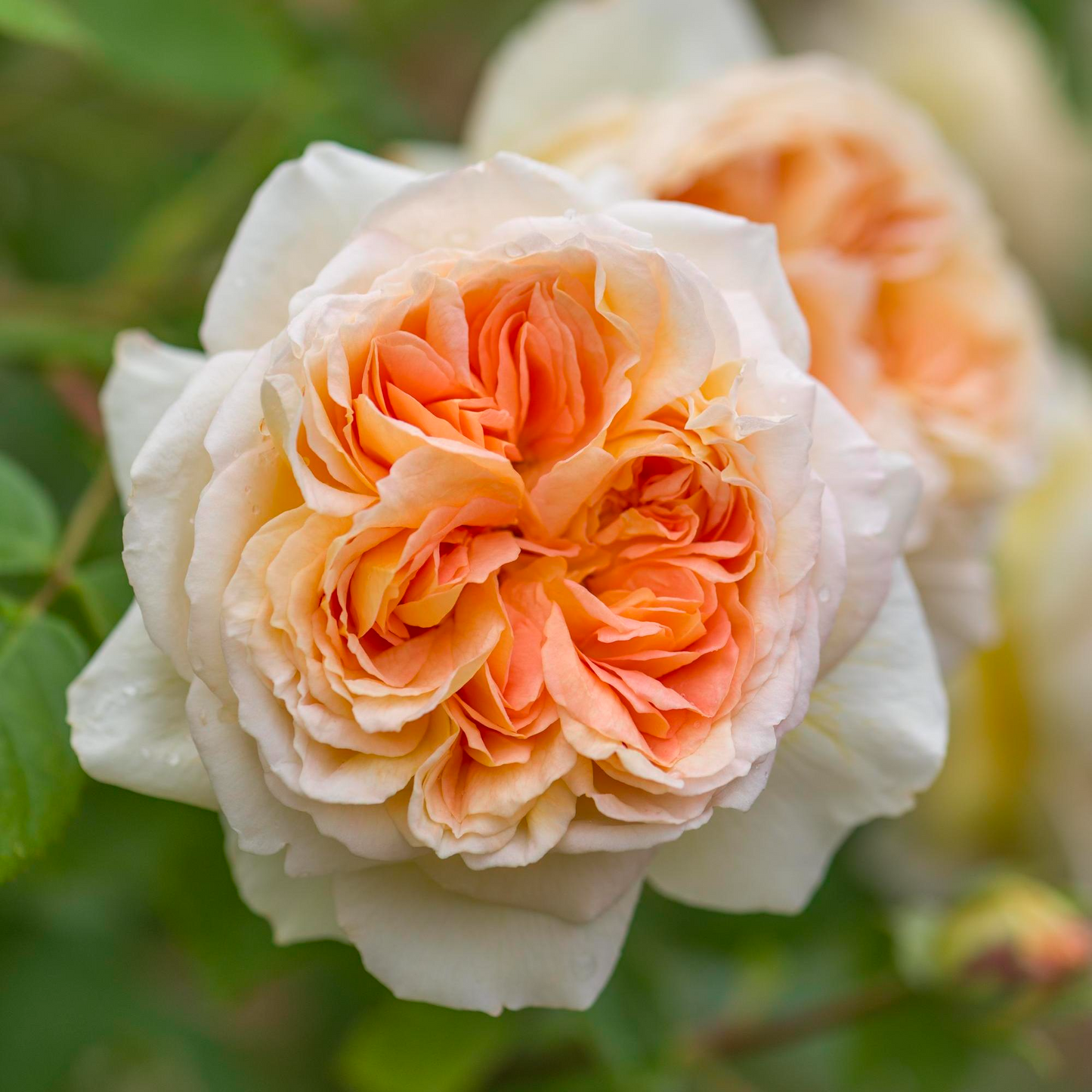 Bathsheba Rose Cuttings - 3 Pcs, Apricot-Yellow Blooms, 170+ Petals, Fragrant Climber, English Rose, Bare Root Cuttings