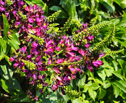 Millettia reticulata Cuttings - 5 Live Cuttings, Evergreen Wisteria Vine, USDA Zones 8-11