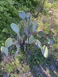 1 West Texas Prickly Pear Cactus Pad Segment - Opuntia lindheimeri Cutting for Planting & Propagation