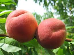 California Peach Cuttings - 7 Live 6" Cuttings, Prunus persica, Fruit Tree Propagation