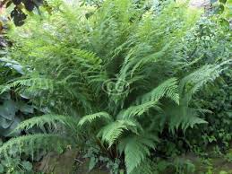 3 Lady Fern Plants - Bare Root Athyrium filix-femina | Native Woodland Fern | Shade-Loving Perennial for Gardens