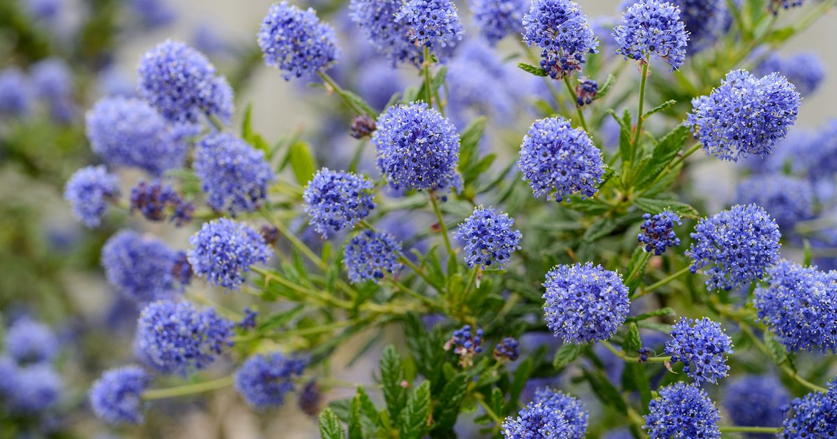 Ceanothus California Lilac Cuttings - 3 Unrooted 6" Stems, Fragrant Blue Blooms, Drought-Tolerant, Nitrogen-Fixing, Zones 8-10, Deer-Resistant