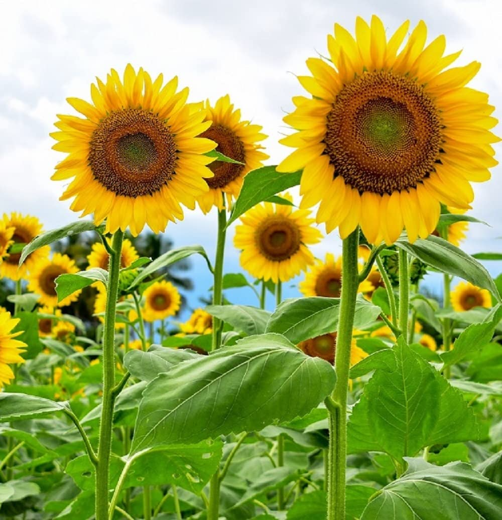 100+ Mammoth Sunflower Seeds | Giant Helianthus annuus Variety | Grow Tall Sunflowers for Pollinators, Privacy Screens & Bouquets