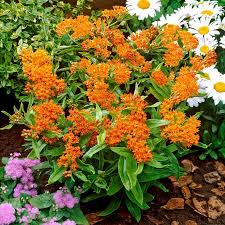 3 Butterfly Weed Plants - Bare Root Asclepias tuberosa | Perennial Wildflower | Monarch Host Plant | Pollinator-Friendly