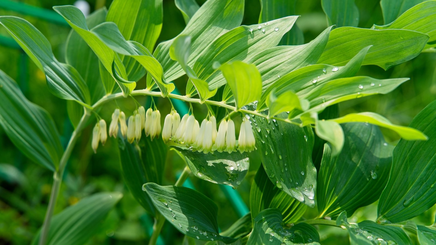 3 True Solomon’s Seal Plants - Bare Root Polygonatum Biflorum | Perennial Shade Plant | Native Woodland Wildflower