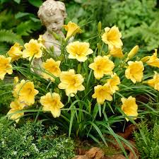 3 Stella D'Oro Daylily Plants - Bare Root | Mini Border Lily | Cold Hardy Perennial for Gardens & Landscaping