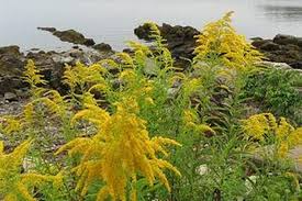 3 Goldenrod Plants - Bare Root Solidago nemoralis | Native Pollinator Wildflower | Monarch-Friendly Perennial