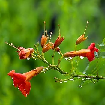 25 Red Hummingbird Vine Seeds | Campsis radicans | Trumpet Vine for Trellises, Fences & Hummingbird Gardens | Non-GMO Seeds