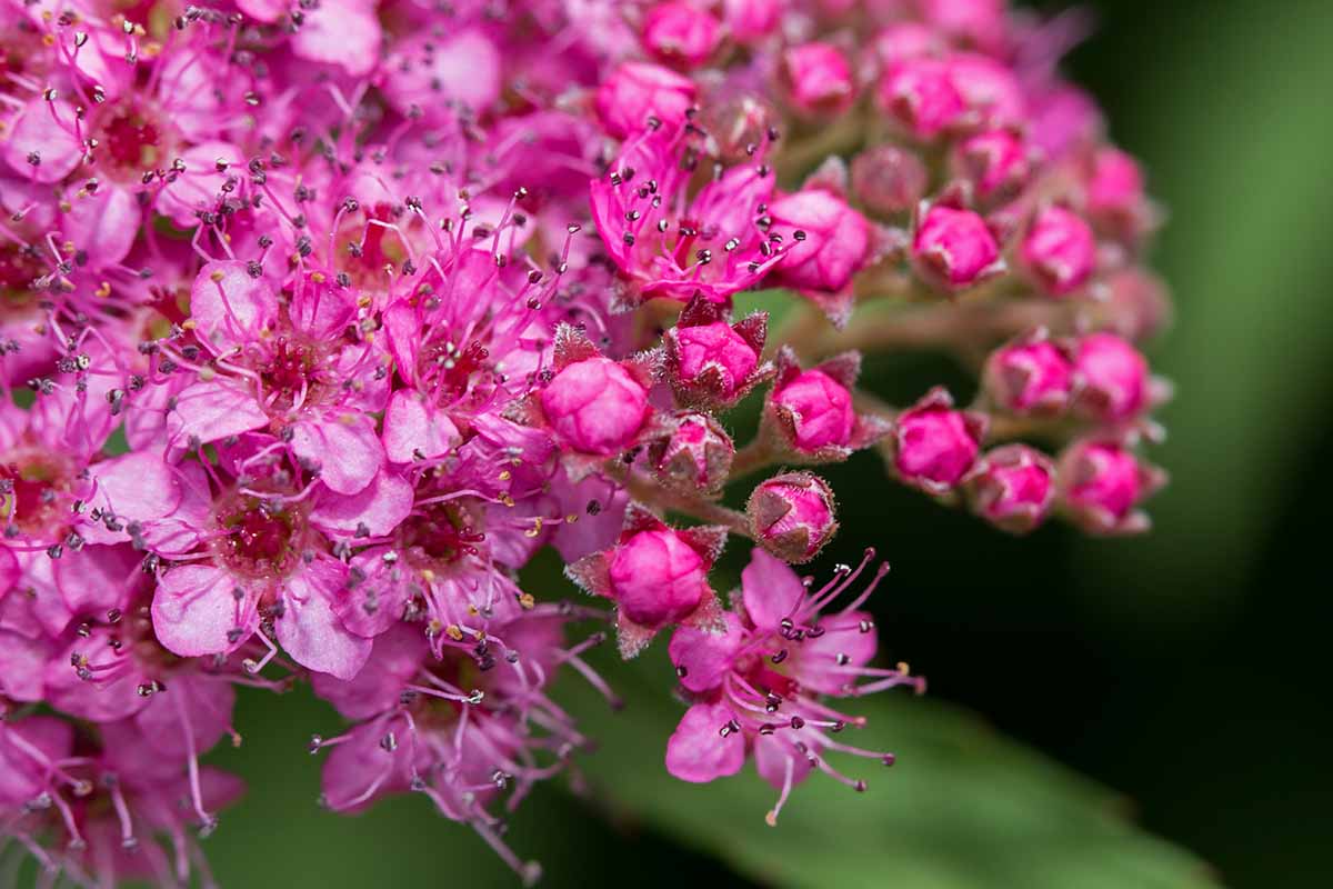 10 Magic Carpet Spirea Cuttings - Unrooted 6-8" | Easy to Grow, Colorful Shrub