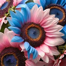 50 Twin-Blossom Blue Over Pink Sunflower Seeds - Rare Bicolor Blooms - Heirloom Pollinator Flower - Easy to Grow