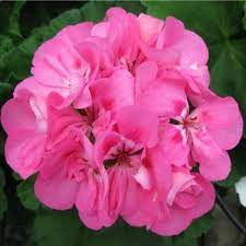 4 Bubblegum Pink Pelargonium Zonal Geranium Unrooted Cuttings - Fresh Live Plants, 8" Long, Ideal for Garden, Hanging Baskets & Containers
