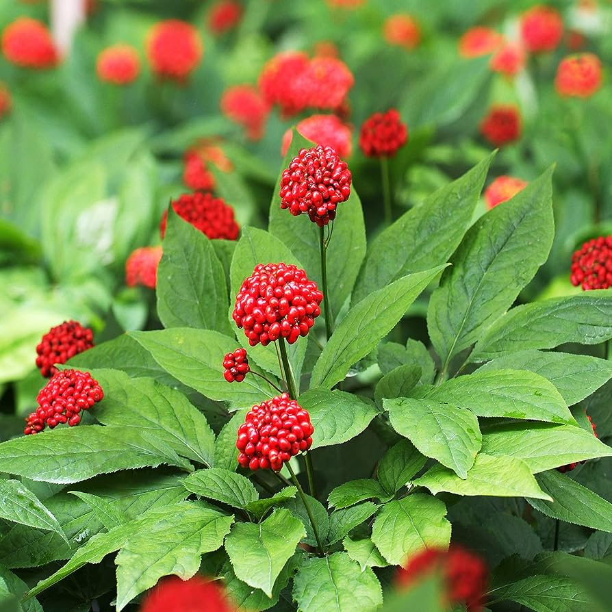 10 Seeds Asian Ginseng (Panax Ginseng) - Medicinal Perennial Herb - Heirloom Adaptogenic Root Plant - Grow Your Own Herbal Remedy