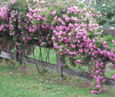 5 Peggy Martin Rose Cuttings - Katrina Rose Unrooted 7-8” | Hardy Climbing, Rose of Katrina